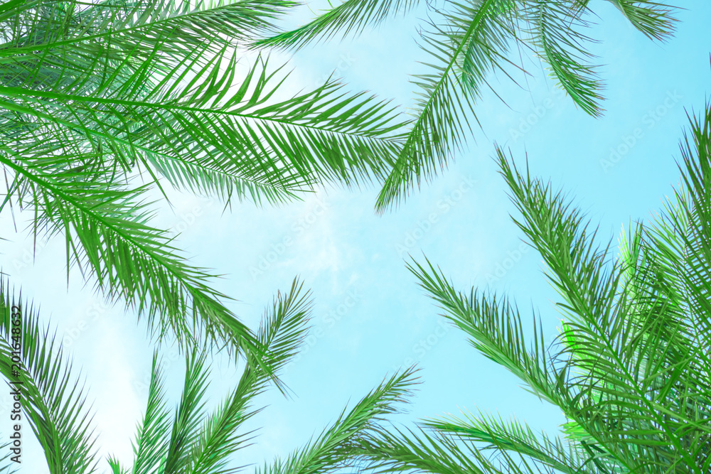 Palm branches and sky Palm branches and sky