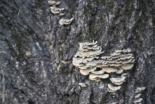 tree mushrooms on a tree