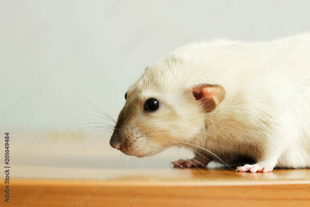 Fototapeta premium white hand rat with interest examines environment on table