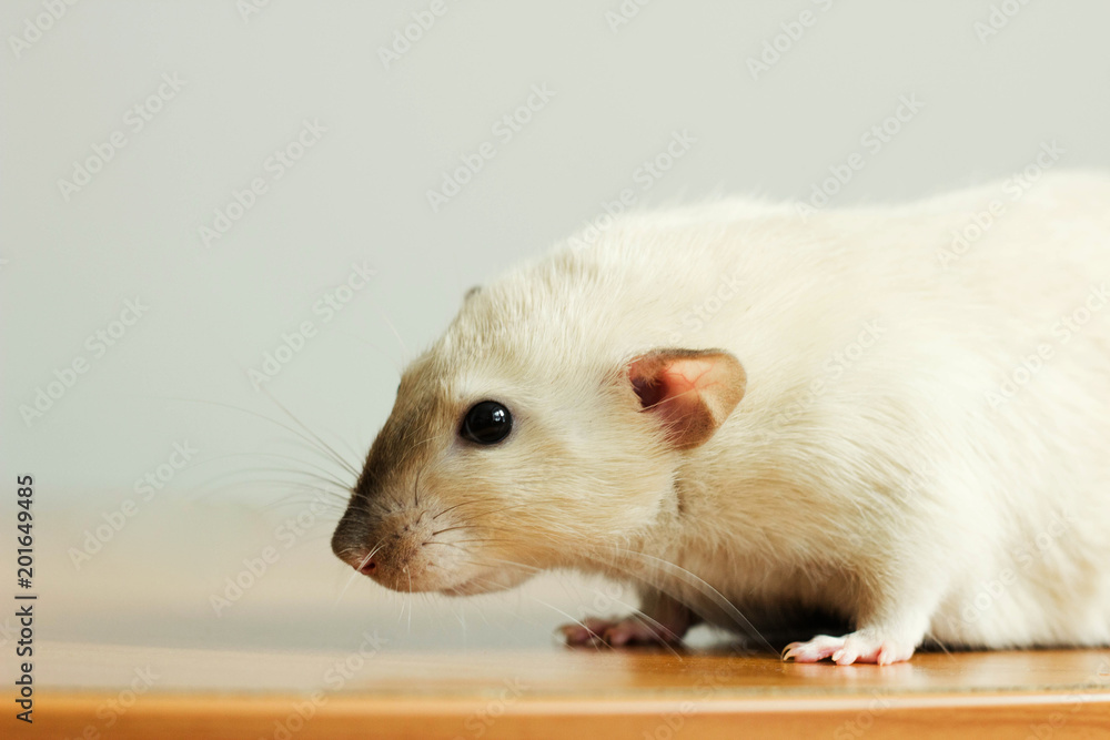 white hand rat with interest examines environment on table white hand rat with interest examines environment on table