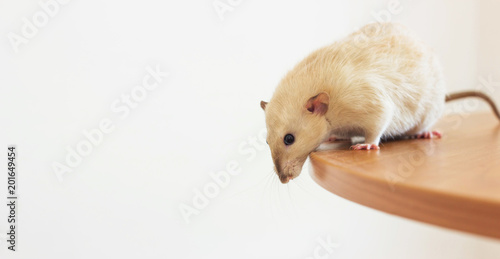 white hand rat with interest examines environment on table. copy space for your text