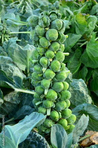 Fresh Sprouts on field with leaf.
Healthy and benefits of Sprouts