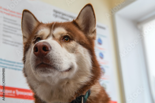 Fototapeta Naklejka Na Ścianę i Meble -  Husky dog in the veterinary clinic. Cute red siberian husky look to the left.