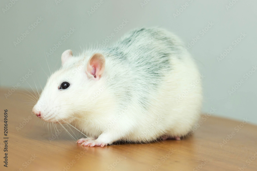 white hand rat with interest examines environment on table white hand rat with interest examines environment on table