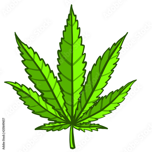 Marijuana hemp (Cannabis sativa or Cannabis indica) leaf on white background