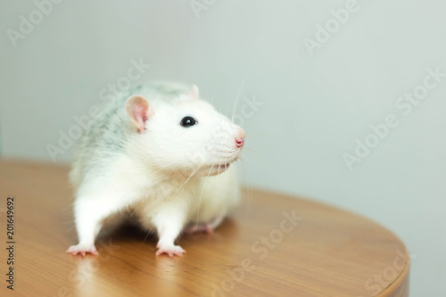 white hand rat with interest examines environment on table 