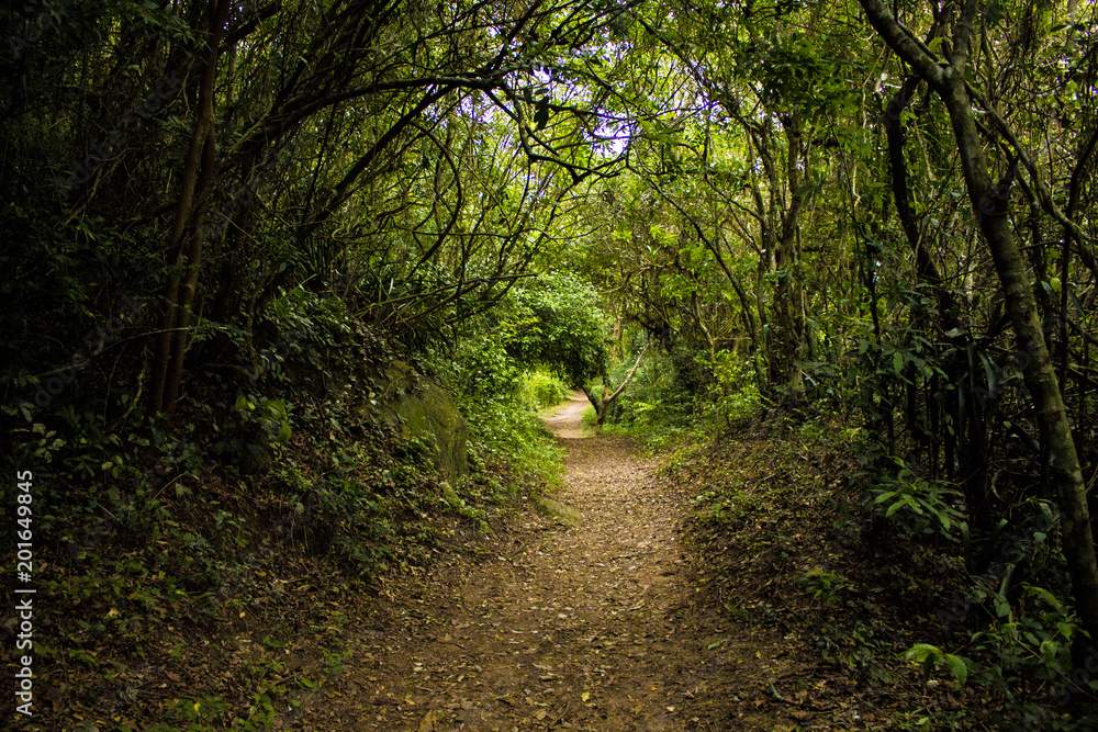 Obraz premium Trilha Praia de Naufragados