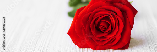 Single red rose background
