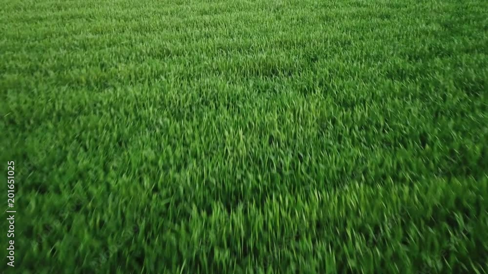 Green wheat field, view aerial Green wheat field, view aerial
