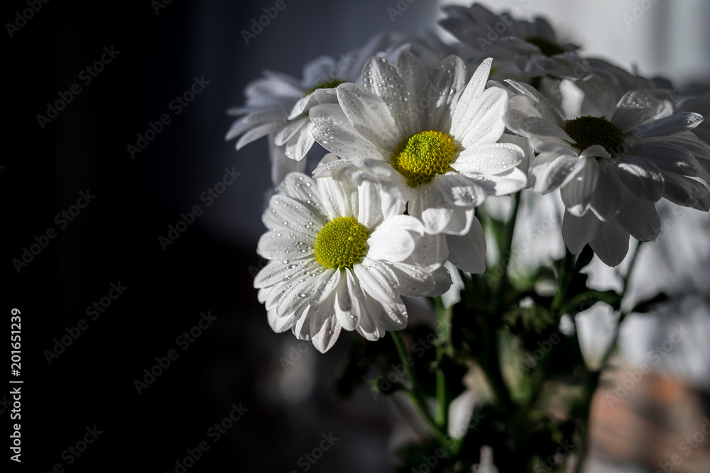 Bouquet of daisies in a vase on the window. Dew drops on petals. Bouquet of daisies in a vase on the window. Dew drops on petals.