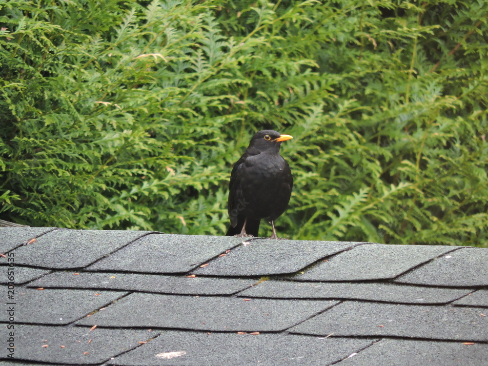 Obraz premium merle noir sur toit