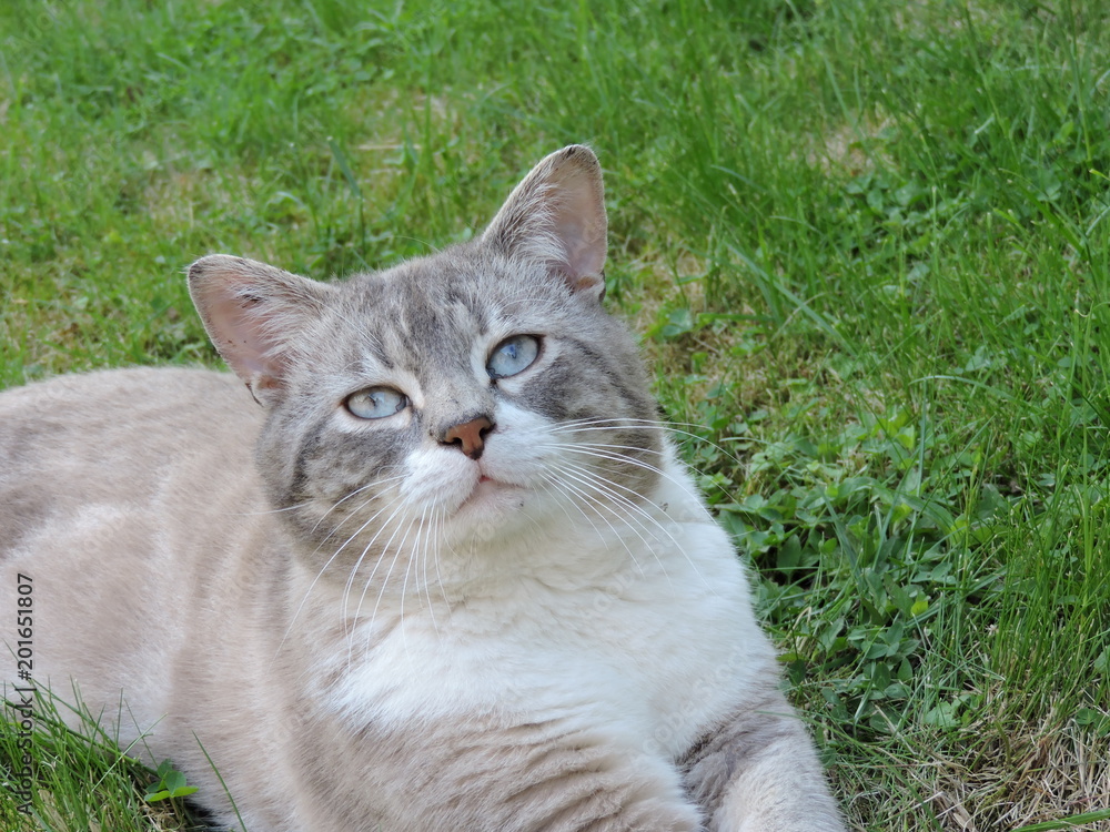 chat siamois gris yeux bleus