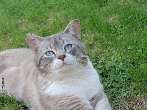 chat siamois gris yeux bleus © Audrey