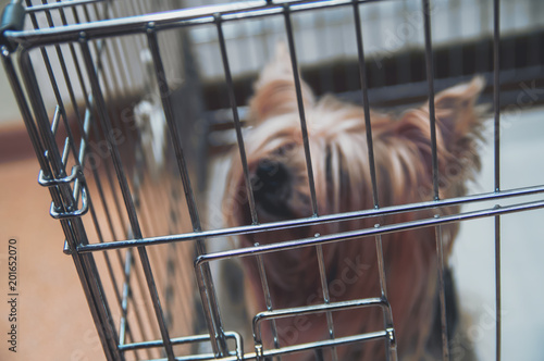 Blurred Yorkshire Terrier uncut doggie in a cage. Yorkies dog top front view.
