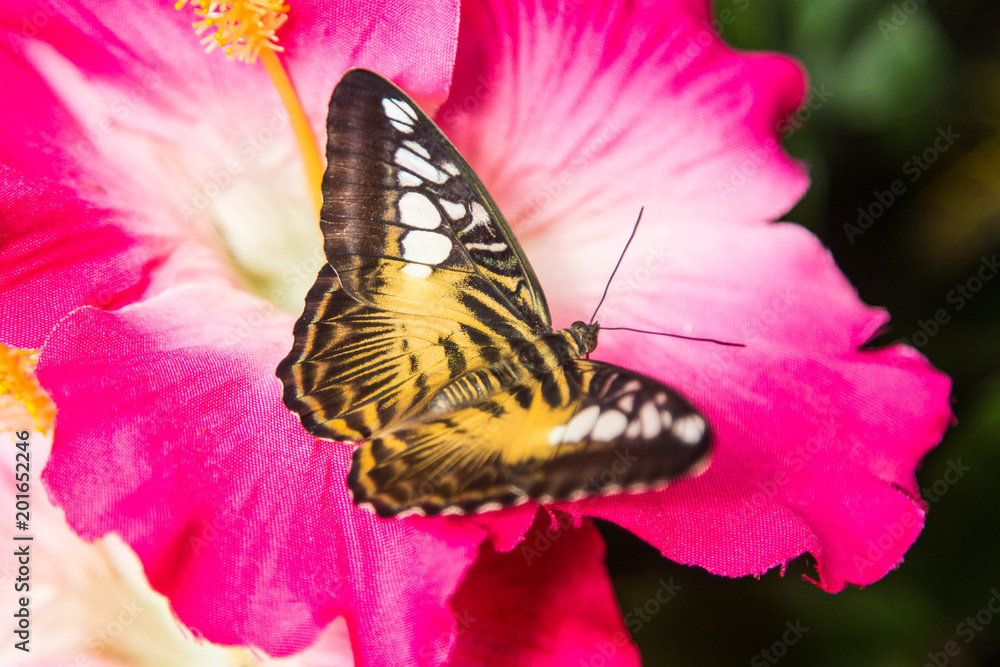 Obraz premium piękne tropikalne kolorowe motyle w środowisku naturalnym