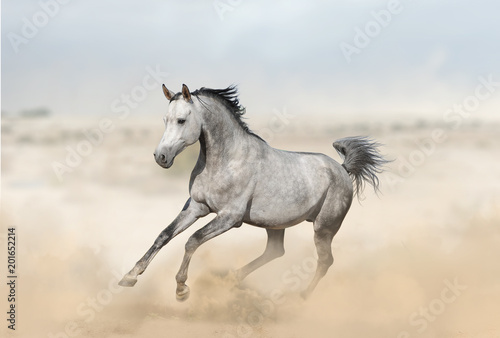 Gray arabian stallion in desert