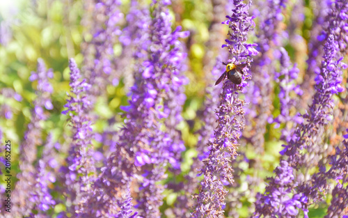 Lavender garden and Xylocopa latipes with Purple filter  and lens flare