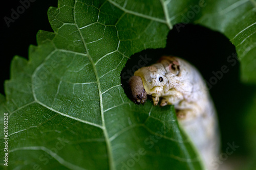silkworm eating mulberry leaf