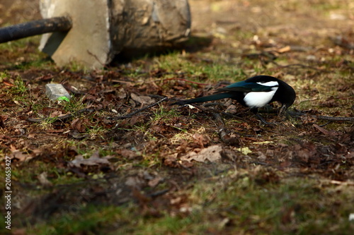 Magpie is a symbol of a bird which is considered a thief because it takes away various objects, especially those that shine or shine.