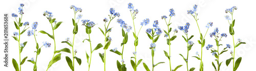 adorable litte forget-me-not, myosotis, scorpion grass flowers isolated on white, can be used as background