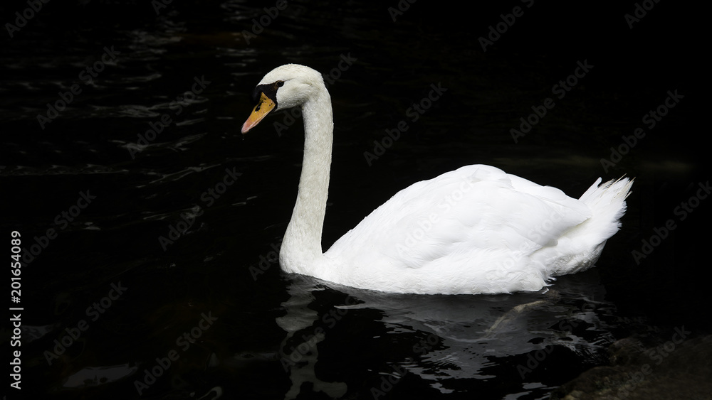 Naklejka premium Cisne blanco