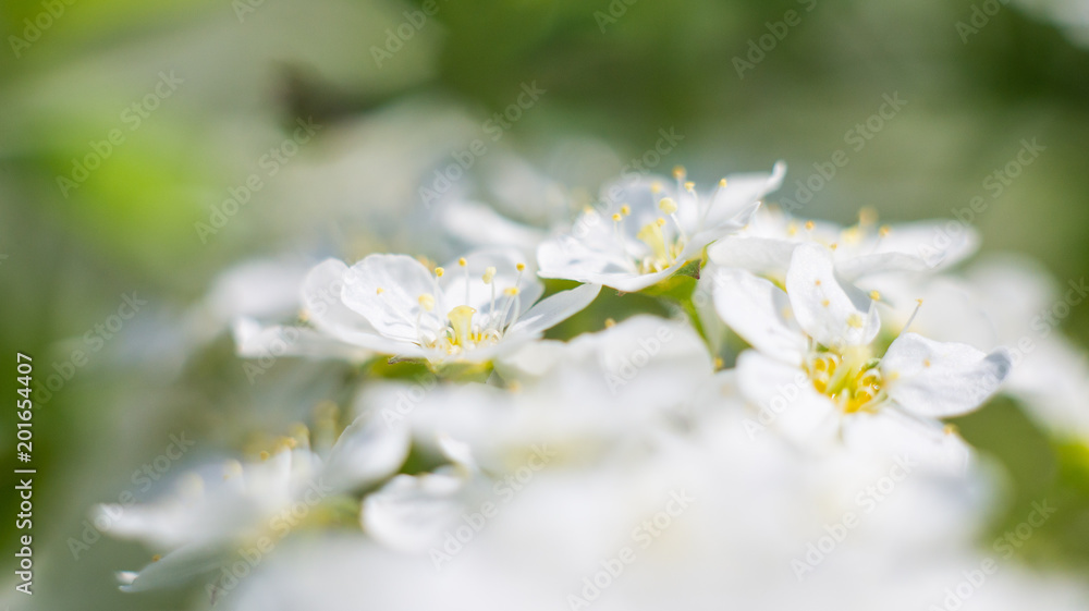 Small white flowers Spring 