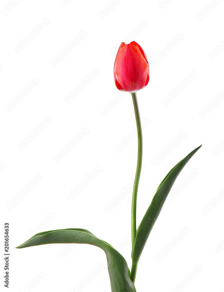 Tulip on a long stem with leaves, isolated on white background. Single tulip flower isolated on white Tulip on a long stem with leaves, isolated on white background. Single tulip flower isolated on white