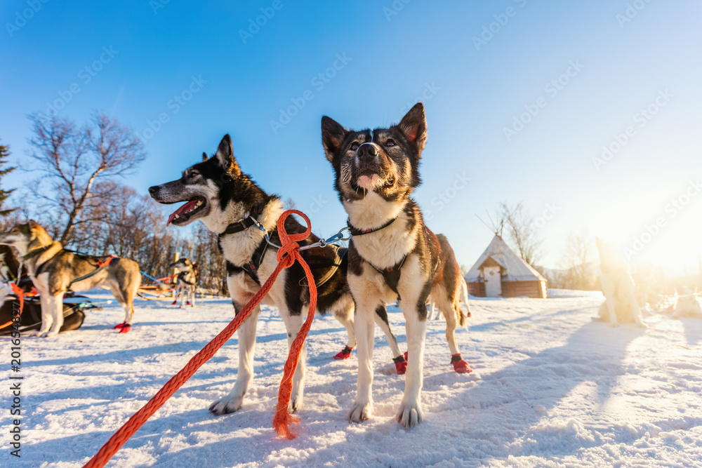 Naklejka premium Husky dogs