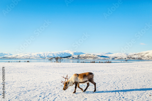 Reindeer in Northern Norway © BlueOrange Studio
