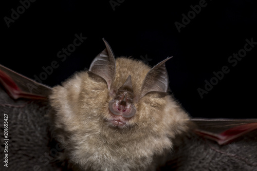 Close up flying small lesser horseshoe bat (Rhinolophus hipposideros) hunting night moths insect pest catching in darkness via ultrasound echolocation. Dark background detail wildlife animal portrait.