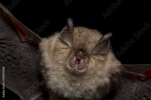 Close up flying small lesser horseshoe bat (Rhinolophus hipposideros) hunting night moths insect pest catching in darkness via ultrasound echolocation. Dark background detail wildlife animal portrait.