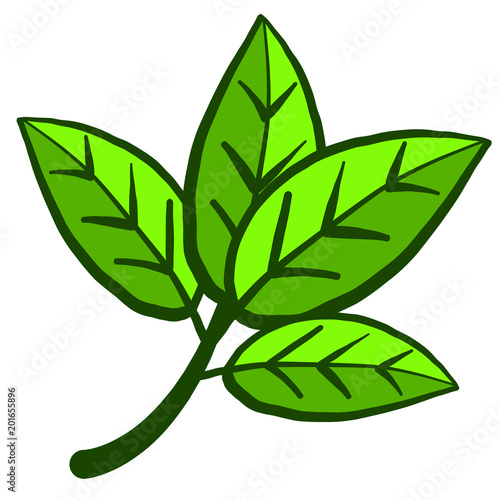 realistic illustration of cola plant (cola acuminata)