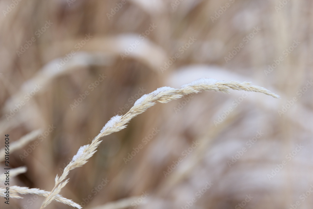 Golden winter grasses covered with a light snowfall in Yakima, Washington. Golden winter grasses covered with a light snowfall in Yakima, Washington.