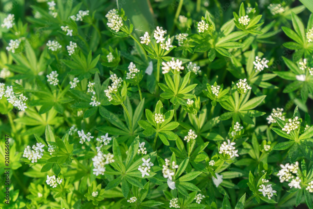 Waldmeister Waldmeister