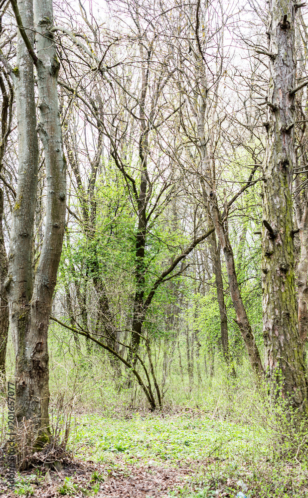 Fototapeta premium Trees in forest at spring. Natural background.