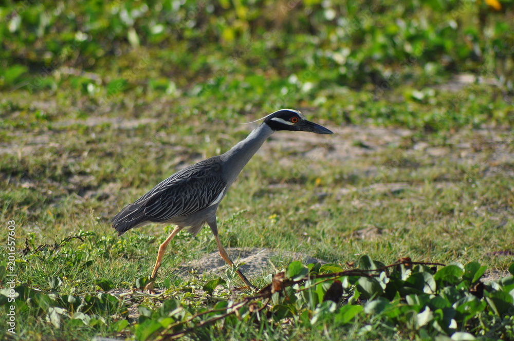 Obraz premium great blue heron