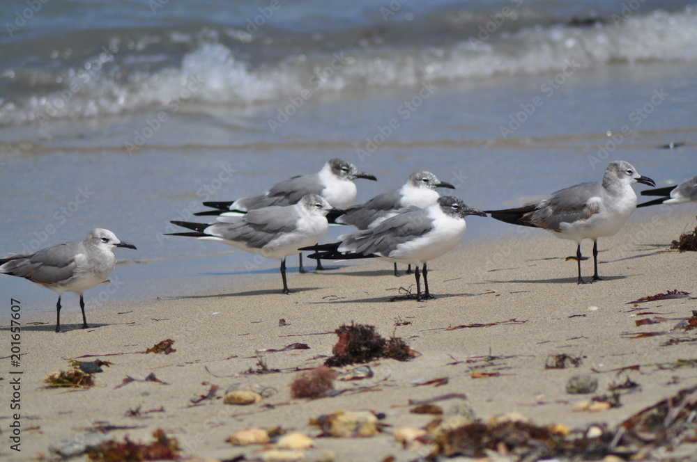 seagulls on the beach seagulls on the beach