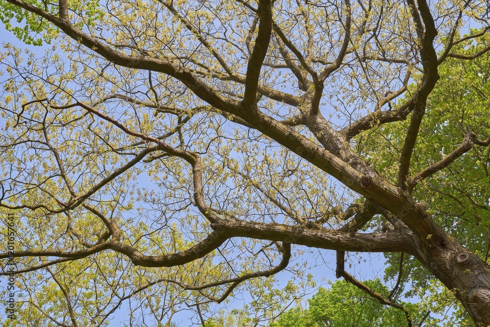 Spring nature. Tree with the first green leaves and young shoots Spring nature. Tree with the first green leaves and young shoots
