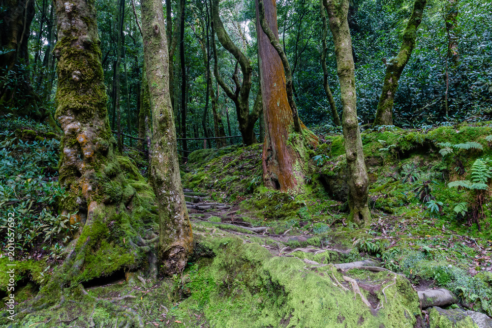 Fototapeta premium a path is in the green forest in Sao Miguel, Azores Portugal