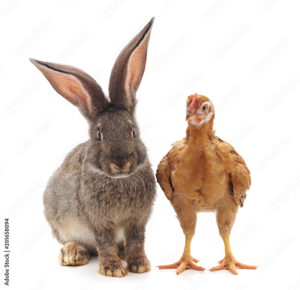 Fototapeta premium Chicken with rabbit.