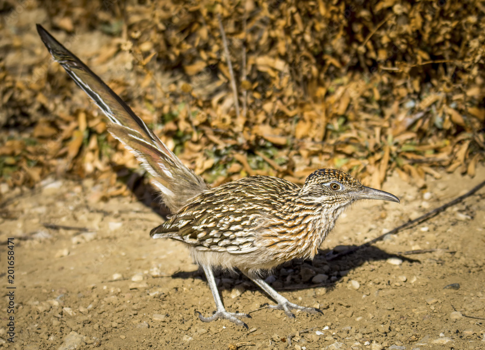 Obraz premium Greater Roadrunner