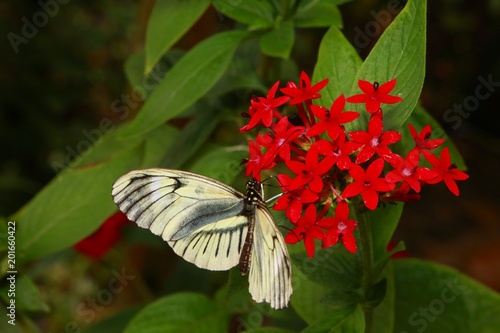 Gray and White Butterfly Extracting Nectar from Red Milk Weed amidst Green Leaves at Butterfly World, Pompano Beach, Florida