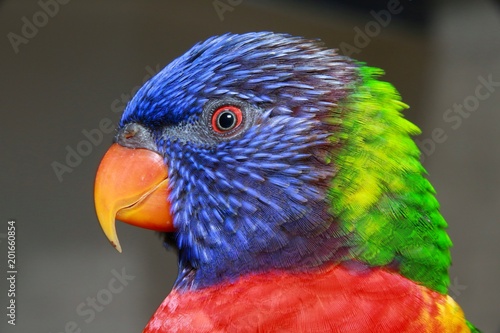 Closeup of Blue, Green, Red and Yellow Lorikeet in Profile in the Aviary at Butterfly World, Pompano Beach, Florida