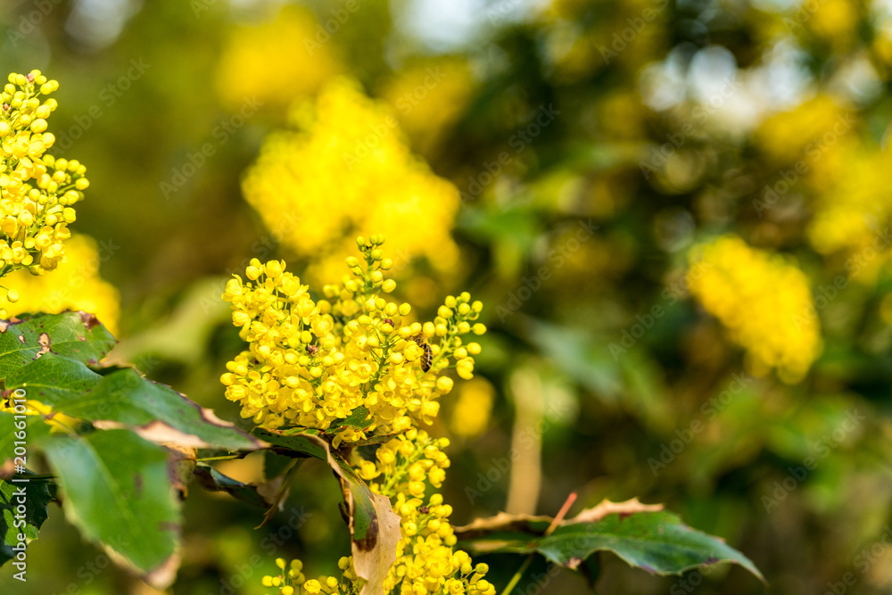 flowers blossoming in springtime flowers blossoming in springtime