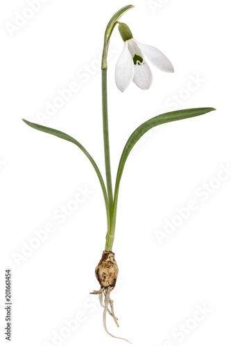 Flower of snowdrop with bulb  isolated on white background
