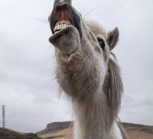 Fototapeta Naklejka Na Ścianę i Meble -  Icelandic Pony