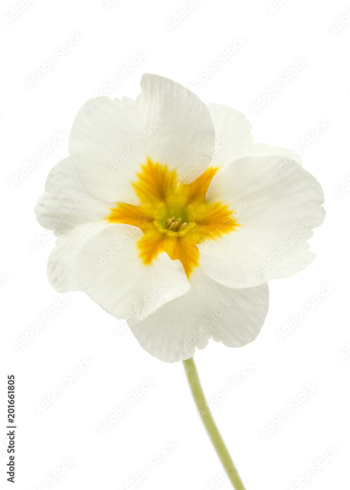 Flower of primrose close-up, isolated on white background