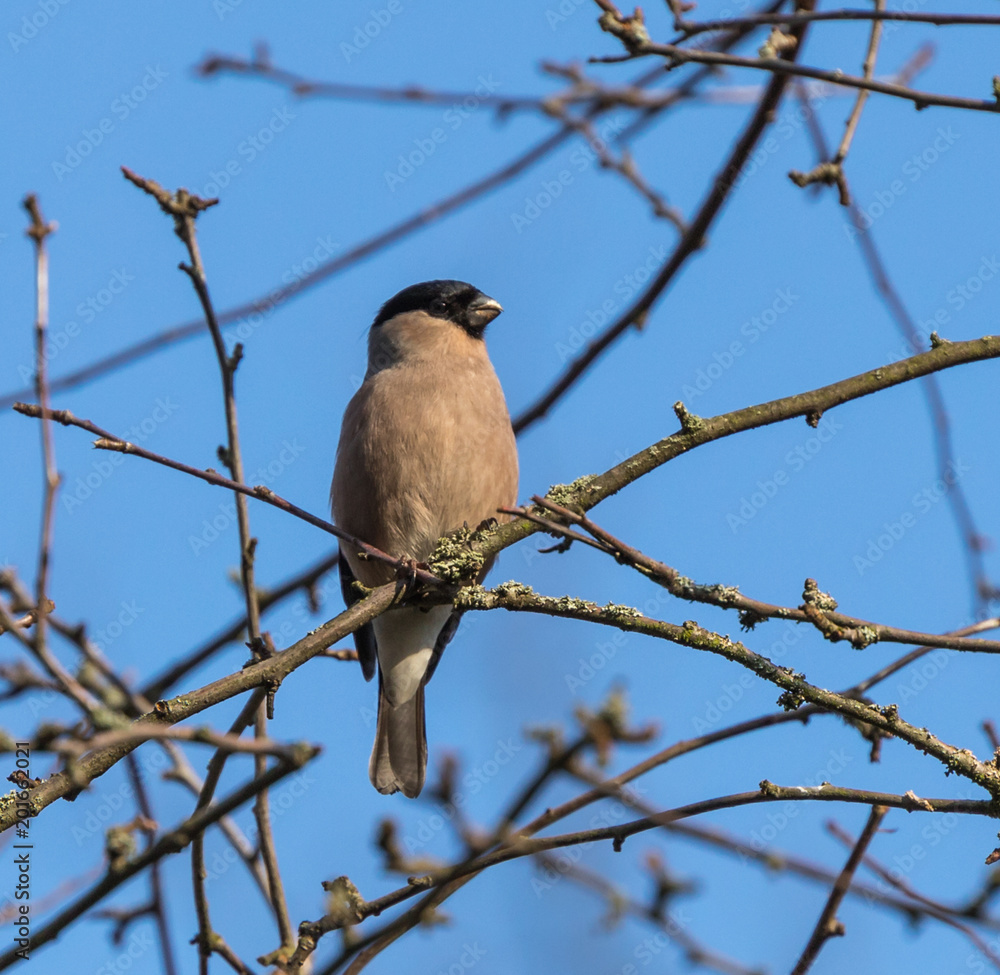 Eurasian bullfinch (female) Eurasian bullfinch (female)