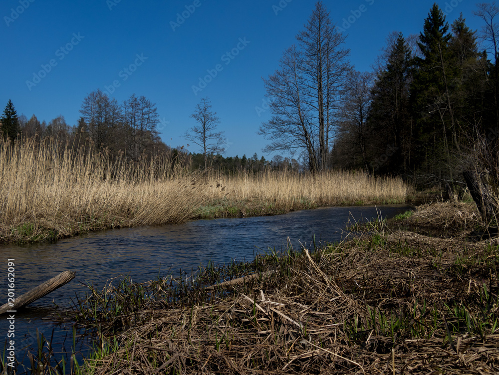 wild river flowing among the forest clearing in early spring on a bright sunny day wild river flowing among the forest clearing in early spring on a bright sunny day