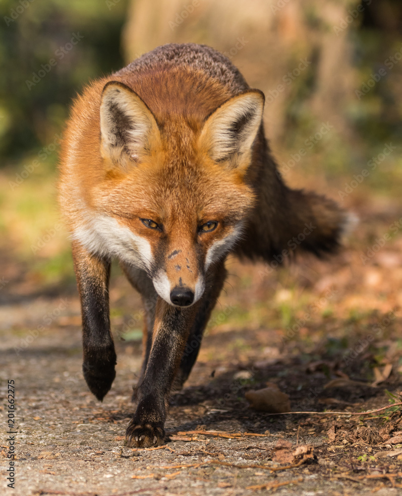 Red Fox trotting along